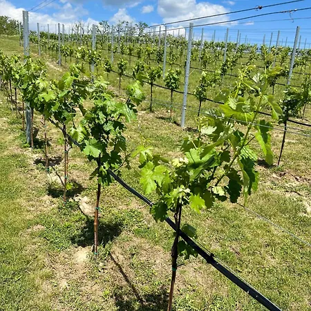 Rosengarten Appartement *