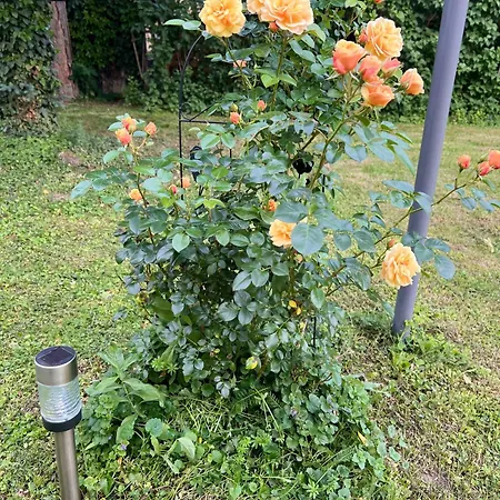 Apartman Rosengarten